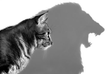 Shadow IT