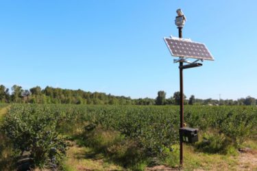 De lasergestuurde vogelverschrikker van Bird Control bij Meduri Farms