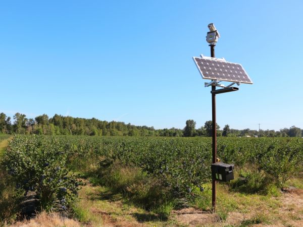 De lasergestuurde vogelverschrikker van Bird Control bij Meduri Farms