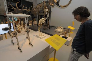 Expositie ‘Van nul- tot duizendpoot'