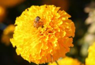 bloem bij