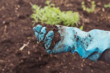 soil