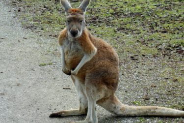 Australië