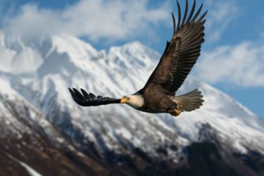 vliegende vogel