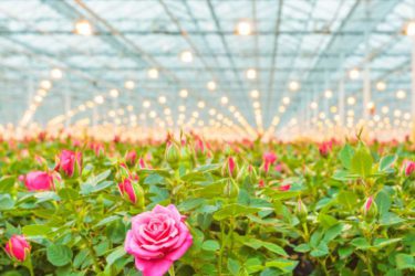 Kas tuinbouw bloemen