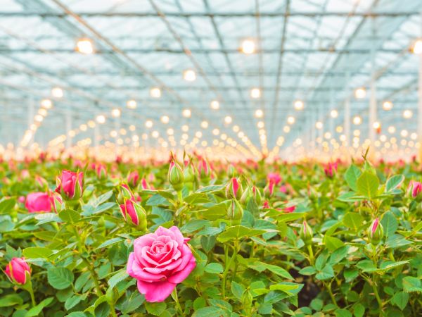 Kas tuinbouw bloemen