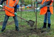 Bomen planten