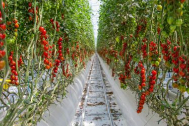 Tomaten kas
