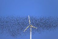 Windmolen Eneco vogels