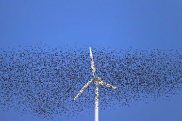 Windmolen Eneco vogels