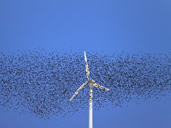 Windmolen Eneco vogels