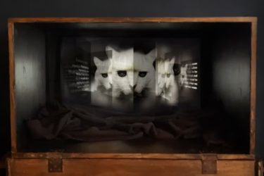 Quantum Cat