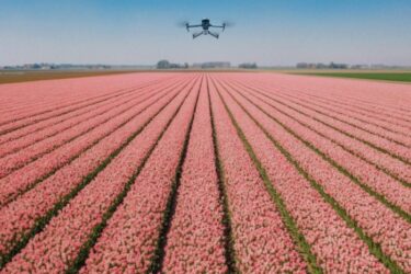 Drone bollen