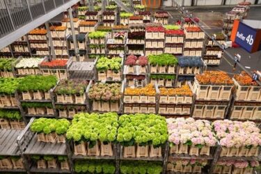Bloemenveiling, Aalsmeer