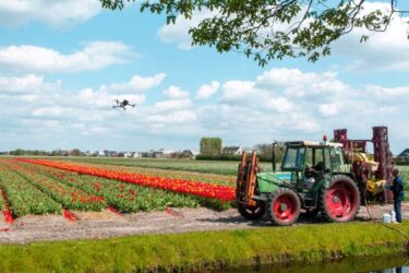 Drone boven bollenveld
